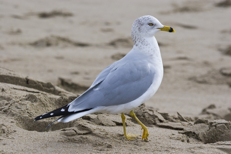 Ring-Billed Gull